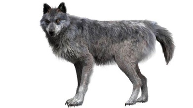 lobo animado Lobos salvaje mastín madera gris fornido terrier negro ártico Labrador americano mamífero Boxer dálmata danés perro perrito 3d print model - Mito3D