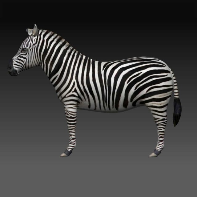 zebra 3d modello in 3dexport 3D print model - Mito3D