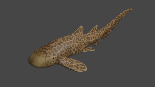 zebra Tubarão peixe shark 3D print model - Mito3D