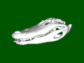 alligator skull free 3d model - download stl file Toys Animals ct scan 3d print model - Mito3D