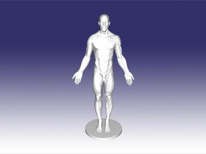 anatomical toys people 3d print model - Mito3D