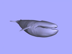big blue whale obj toys animals 3d print model - Mito3D