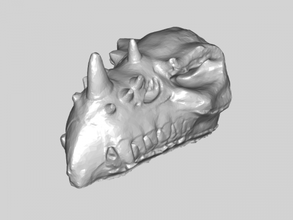dragon-skull-Kostenlose 3d-Modell - download-stl-Datei Kunst Skulptur bleibt die alte monster stl-Datei 3d print model - Mito3D