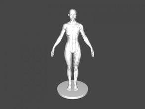 femelle anatomie jouets 3d print model - Mito3D