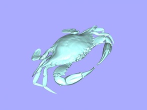 femelle bleu crabe jouets animaux 3d print model - Mito3D
