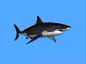 harika beyaz köpekbalığı obj oyuncaklar hayvanlar 3d print model - Mito3D