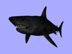 enorme squalo obj giocattoli animali 3d print model - Mito3D