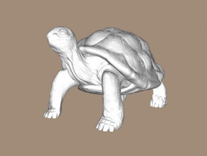 real turtle toys animals 3d print model - Mito3D