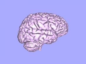 realistico cervello giocattoli 3d print model - Mito3D