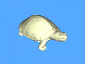 realista tortuga juguetes animales 3d print model - Mito3D