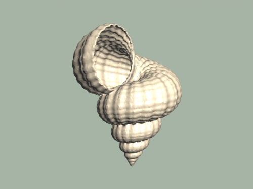 sea shell free 3D print model - Mito3D