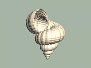 sea shell free 3d model - download stl file Toys Animals beautiful clam 3d print model - Mito3D