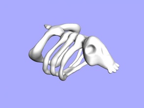 esqueleto anel moda enfeites 3d print model - Mito3D
