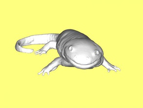 tiger salamander spielzeuge tiere 3d print model - Mito3D