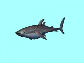 whale shark obj toys animals 3d print model - Mito3D