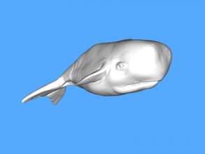 white whale free 3d model - download stl file Toys Animals huge beautiful 3d print model - Mito3D