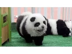  diy panda dog animal pro