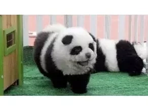  diy panda dog animal proof friendly paint 3d model wtf panda outfit dog cnc router
