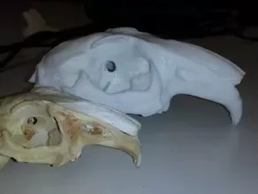  skull european rabbit oryctolagus cuniculus 3d model printer skull rodentia rodent rabbits rabbit oryctolagus cuniculus oryctolagus lagomorpha bone