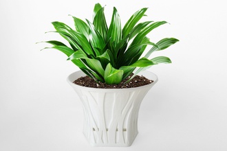 003d - seminatrice morph foresta modello casa fioriera pot la pianta in vaso crescita aspen albero accessori sull'albero 3d print model - Mito3D