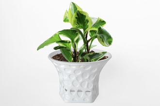 003d planteur morph roche modèle pot plante mis croissance fleur maison accessoires cuit terre cuite accessoire pouce général décor 3d print model - Mito3D