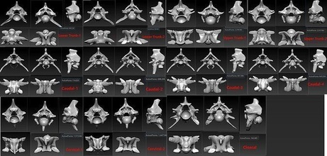 11 snake bones set skeleton scanned accurate printable replicas science anatomy spine animal scan 3dprinting skeletal reptile biology 3d print model - Mito3D