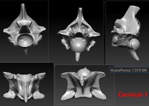 2 serpente cervical pescoço ossos esqueleto 3d escaneado imprimível ciência anatomia animal coluna varredura 3dprint biologia 3d print model - Mito3D