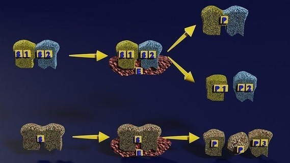 3d enzima substrato reazione Prodotto chimica biologia scienza umano processi 3d print model - Mito3D