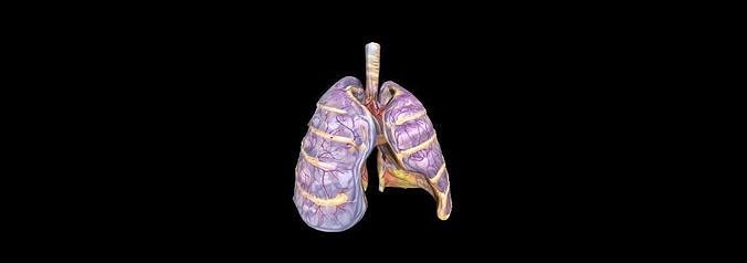 3d human lung anatomy intricacies of lungs biology disjunct invertebrate medical illustration isolated science health butterfly desktop nature art sculptures 3D print model - Mito3D