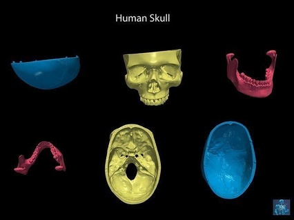 3d Schädel Deckel Unterkiefer 3dskull Anatomie Medizin medizinisch Wissenschaft Bildung Kopf Knochen Skelett Biologie 3d print model - Mito3D