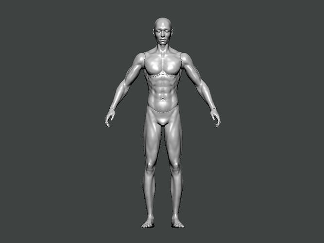 3d model anatomy0004 erkek vücut anatomi karakter insan bilim kadın baş tıbbi kafatası omurga hayvan iskelet kişi hastane göz doktor sanat 3D print model - Mito3D