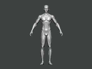 3d model anatomy0004 masculin corps anatomie personnage humain science femelle tête médical visage crâne colonne vertébrale animal squelette hôpital œil docteur squelettique art 3d print model - Mito3D