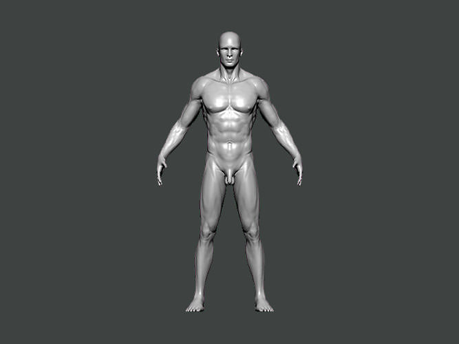 3d model anatomy0023 erkek şekil anatomi karakter insan vücut bilim kadın baş tıbbi kafatası normal aynasal sanat 3D print model - Mito3D