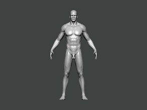 3d model-anatomy0023 male figure anatomy character human body science female head medical face skull normal specular art 3d print model - Mito3D