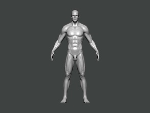 3d model-anatomy0030 human body anatomy brawny man shirtless fitness illustration strength torso people character science pant short spine art 3d print model - Mito3D
