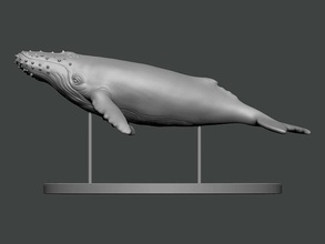 3d model animal kambur balina illüstrasyon insanlar su yaban hayatı üfleyici tek renkli doğa yalıtılmış yüzme bilim ilmi soğutma beyaz saç kremi hvac ekipman hava sanat 3d print model - Mito3D