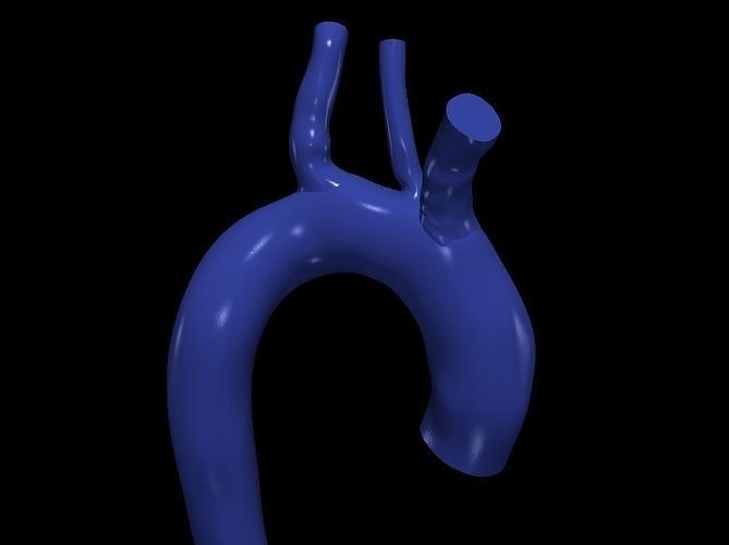 3d model of aorta anatomy body science medicine organ aortic arch ascending cardiovascular system biology 3D print model - Mito3D