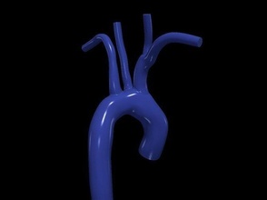 3d modelo aorta anatomia corpo Ciência medicamento órgão aórtico arco ascendente cardiovascular biologia 3d print model - Mito3D