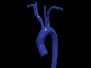 3d Modell Aorta Anatomie Körper Wissenschaft Medizin Organ Bogen aufsteigend kardiovaskulär Biologie 3d print model - Mito3D