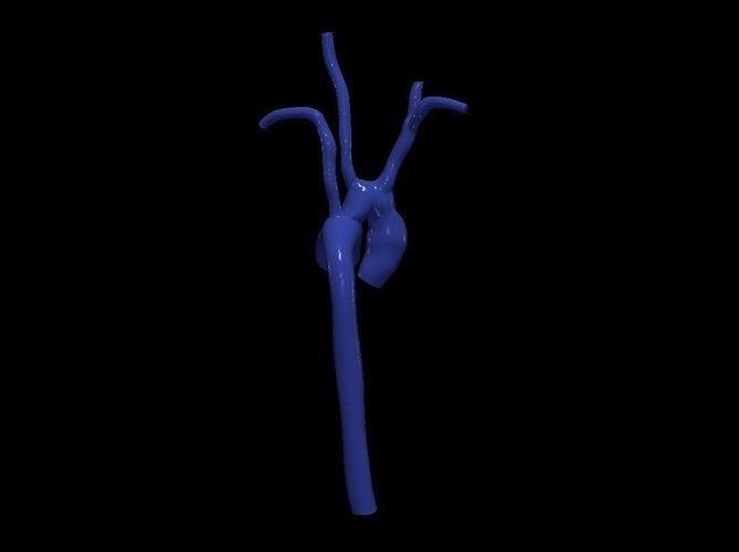 3d modèle aorte anatomie corps science médicament organe aortique cambre Ascendant cardiovasculaire biologie 3D print model - Mito3D