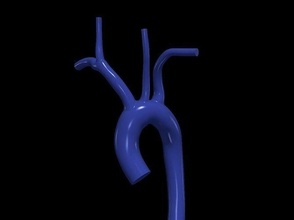3d modell of aorta anatomie körper wissenschaft medizin organ bogen aufsteigend kardiovaskulär system biologie 3d print model - Mito3D