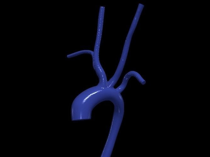 3d modelo of aorta anatomia corpo ciência medicamento órgão aórtico arco ascendente cardiovascular biologia 3D print model - Mito3D