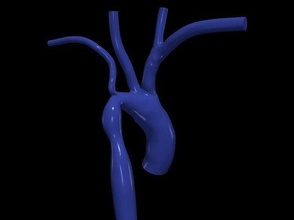 3d modelo of aorta anatomía cuerpo ciencias medicamento organo aórtico arco ascendente cardiovascular sistema biología 3d print model - Mito3D