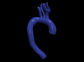 3d modelo aorta anatomía cuerpo Ciencias medicamento Organo aórtico arco ascendente cardiovascular biología 3d print model - Mito3D