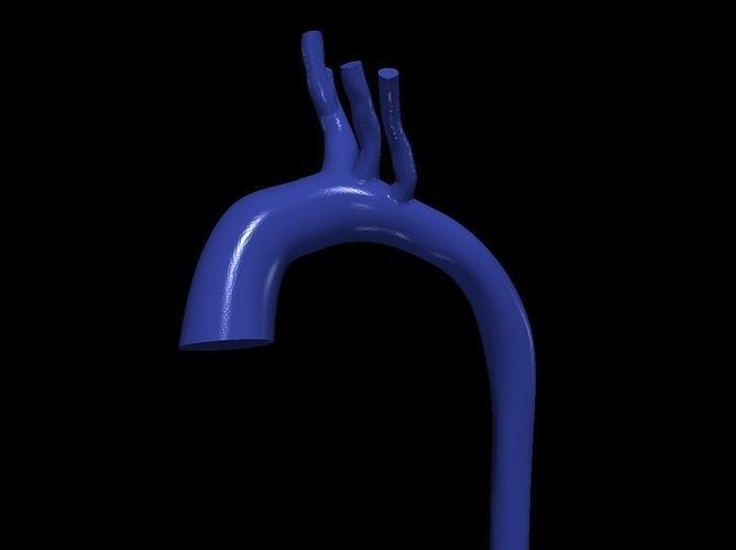 3d modello aorta anatomia corpo scienza medicinale organo aortico arco ascendente cardiovascolare biologia 3D print model - Mito3D