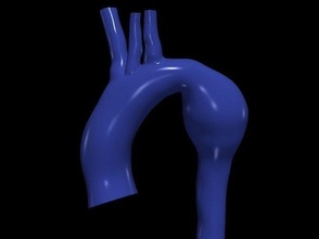 3d Modell Aorta Anatomie Körper Wissenschaft Medizin Organ Bogen aufsteigend kardiovaskulär Biologie 3d print model - Mito3D