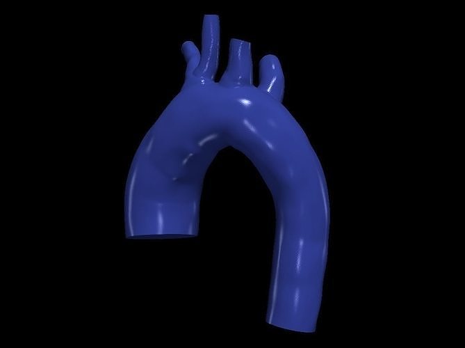 3d modello aorta anatomia corpo scienza medicinale organo aortico arco ascendente cardiovascolare biologia 3D print model - Mito3D