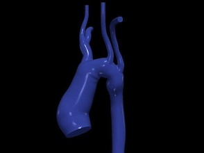 3d model aorta anatomy body science medicine organ aortic arch ascending cardiovascular biology 3d print model - Mito3D