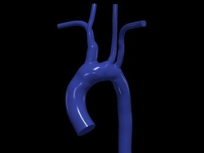 3d modello aorta anatomia corpo scienza medicinale organo aortico arco ascendente cardiovascolare biologia 3d print model - Mito3D