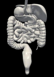 3d modello digestivo sistema umano medicinale medico anatomia retto scheletro ossatura corpo intestino stomaco appendice colon scienza biologia 3d print model - Mito3D